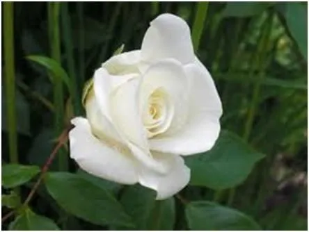 Flores y plantas Hermosas: Significado de las Rosas Flores y plantas Hermosas: Significado de las Rosas