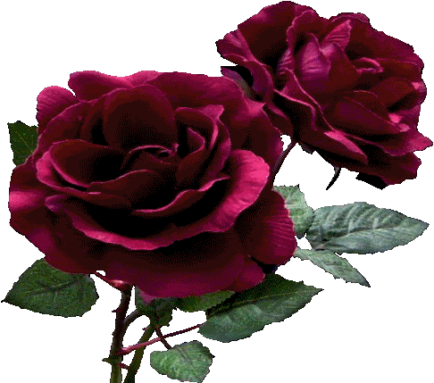 flores y plantas png y gift