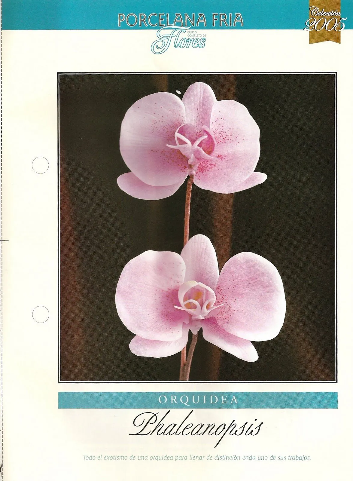 Todo Flores de Porcelana Fria: Paso a Paso orquidea Phaleanopsis 01 Todo Flores de Porcelana Fria: Paso a Paso orquidea Phaleanopsis 01