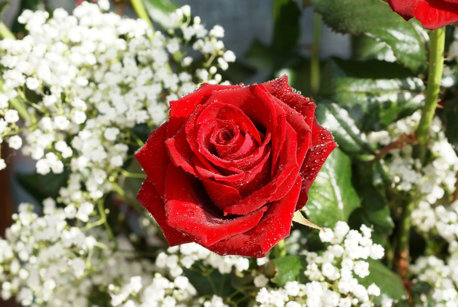 Flores - Portada para face - Fondos - Poemas - Imagenes Para ... Flores - Portada para face - Fondos - Poemas - Imagenes Para ...