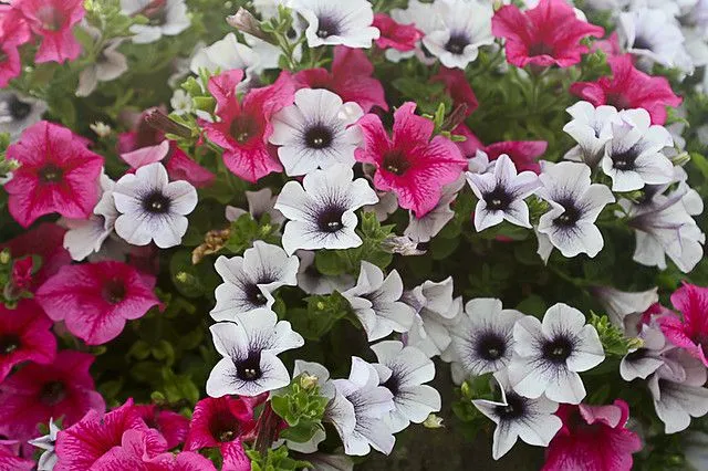 Flores reales. | Flickr - Photo Sharing!