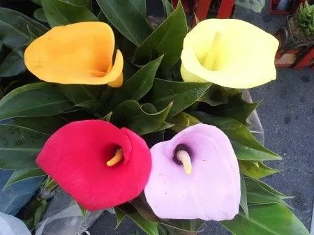 Flores resistentes al calor - Foro Organizar una boda - bodas.com.mx