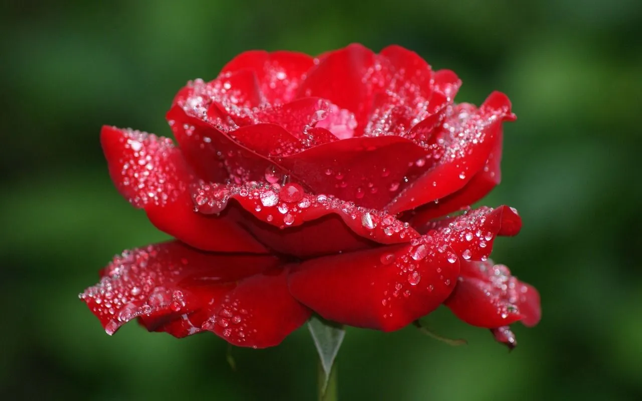 Flores Rojas en HD - Red Flowers | Fotos e Imágenes en FOTOBLOG X