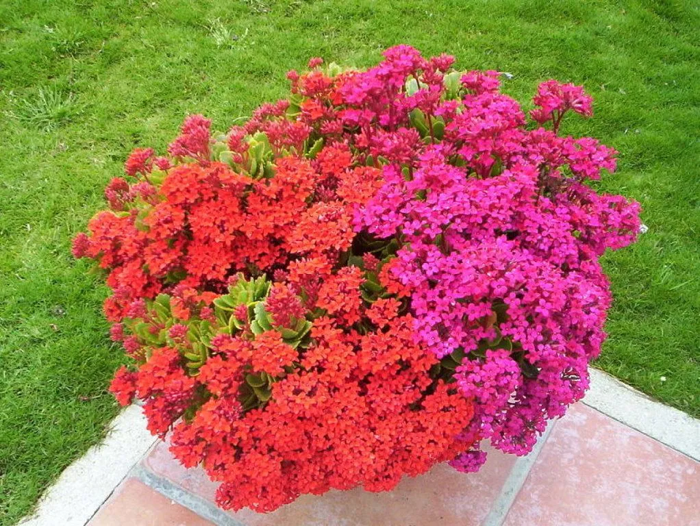 flores rojas pequenas | Cuidar de tus plantas es facilisimo. flores rojas pequenas | Cuidar de tus plantas es facilisimo.