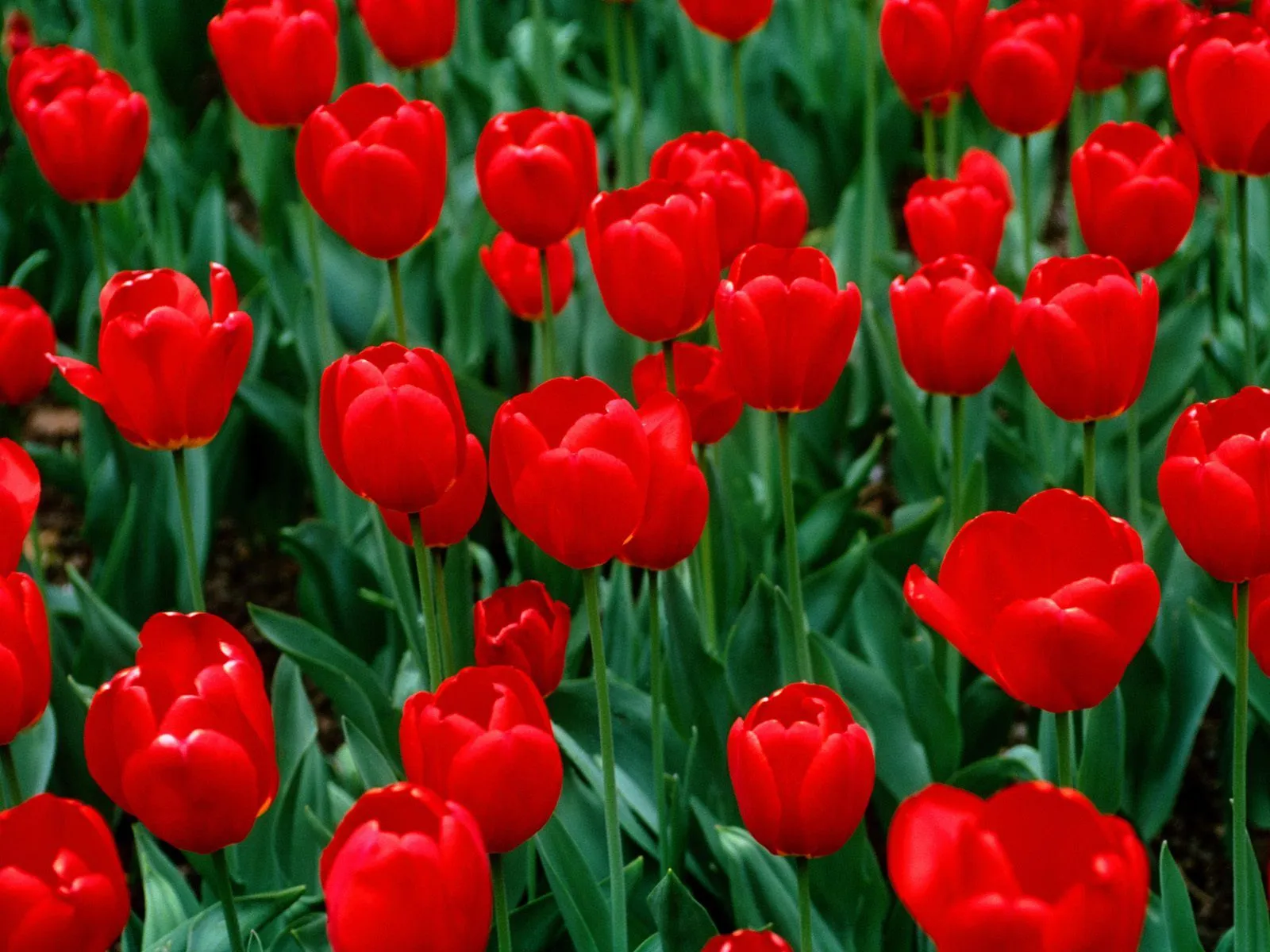Flores Rojas - Red Flowers - Wallpapers | Fotos e Imágenes en ... Flores Rojas - Red Flowers - Wallpapers | Fotos e Imágenes en ...
