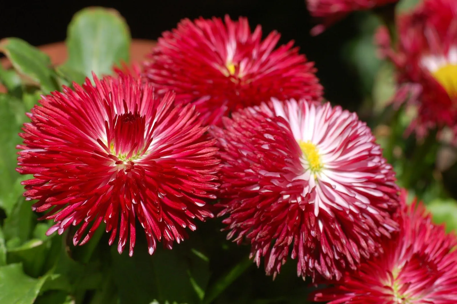 Flores Rojas - Red Flowers - Wallpapers | Fotos e Imágenes en ... Flores Rojas - Red Flowers - Wallpapers | Fotos e Imágenes en ...