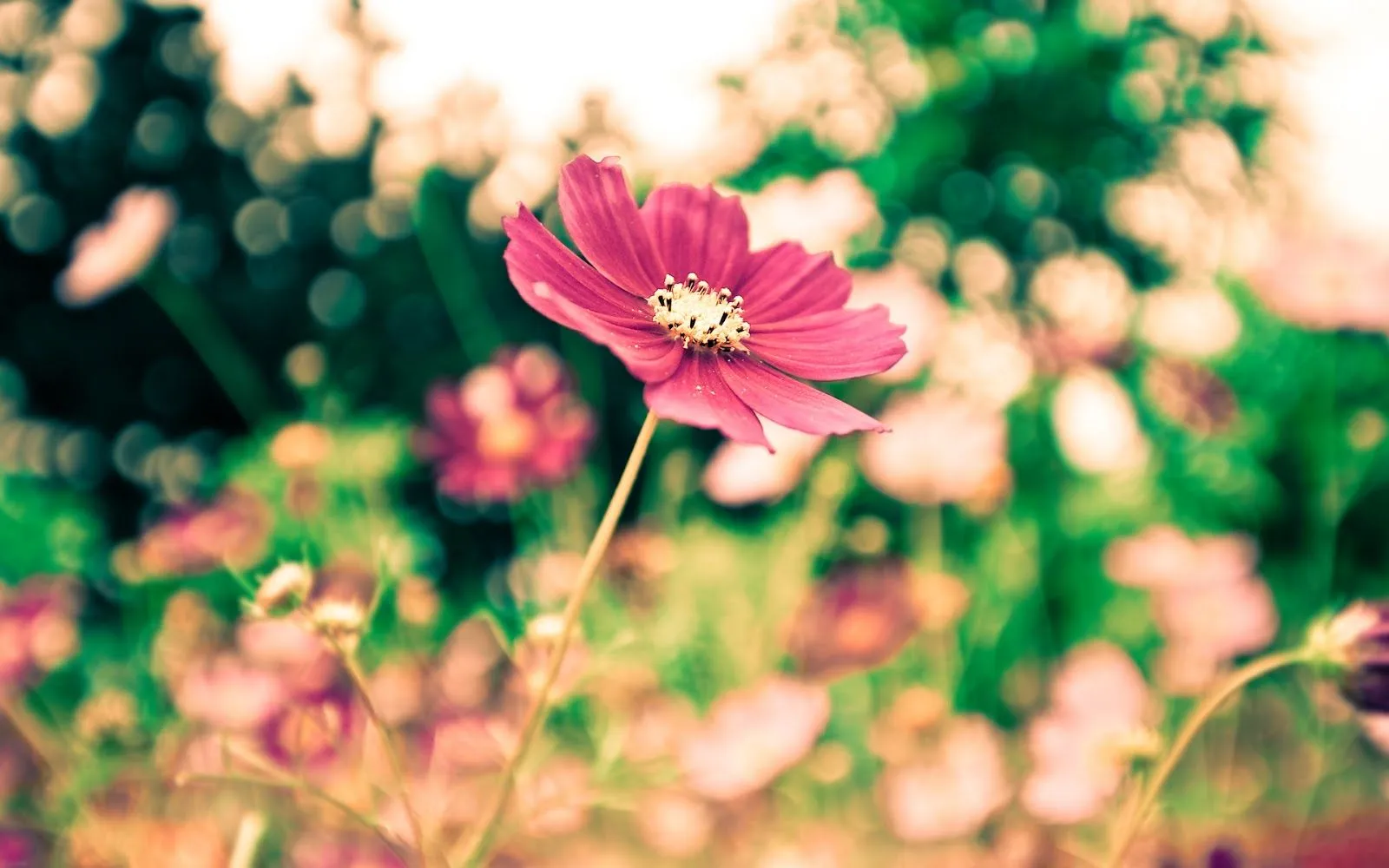 Flores Rosadas - Fondos de Pantalla HD - Wallpapers HD