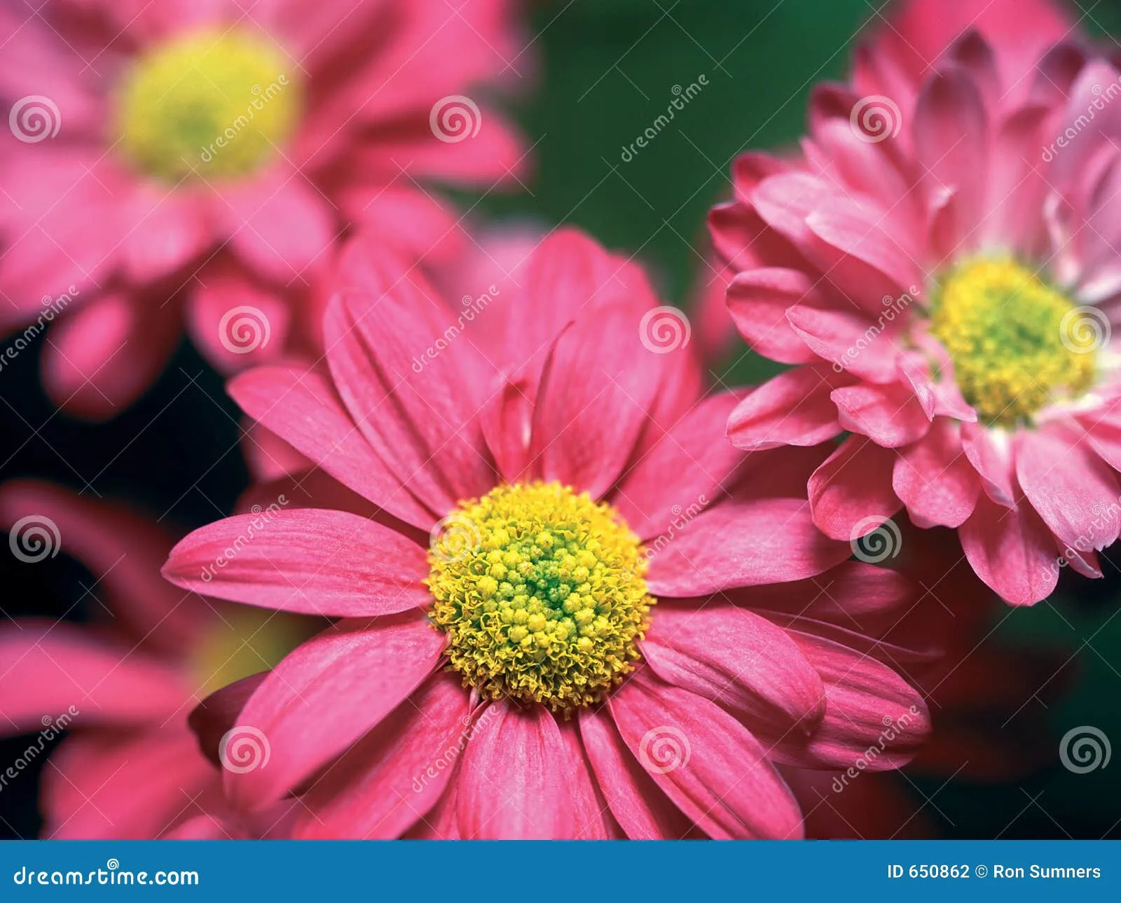 Flores Rosadas Fotografía de archivo - Imagen: 650862