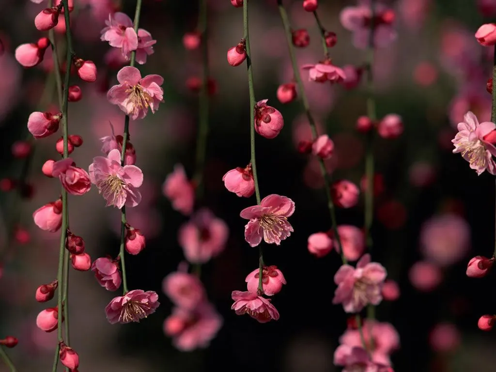 Flores Rosadas | Galerías de imágenes
