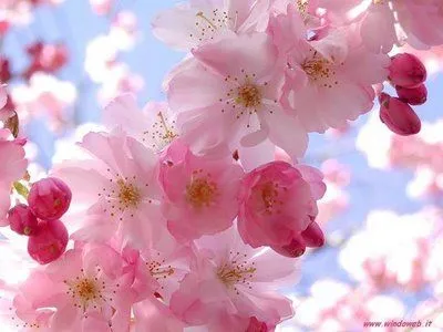 flores rosas - Fotos no Lively Brasil