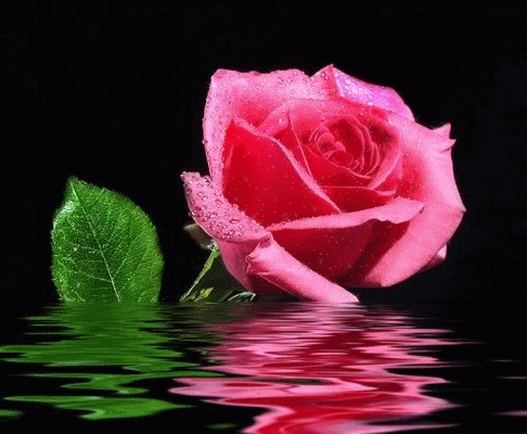 Rosas hermosas on Pinterest | Rose, Fire And Ice and Yellow Roses Rosas hermosas on Pinterest | Rose, Fire And Ice and Yellow Roses