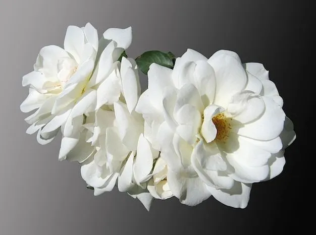 Flores rosas nobles luto | Descargar Fotos gratis