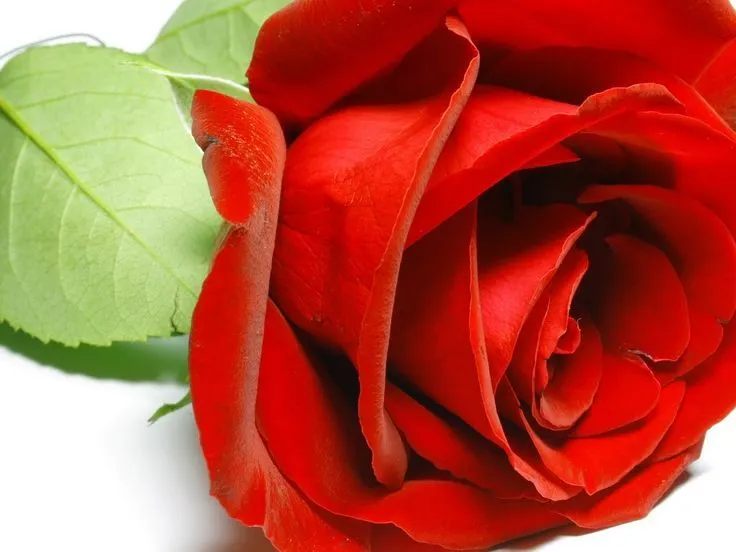 flores rosas rojas | Foto de linda flor de rosa roja para el amor ... flores rosas rojas | Foto de linda flor de rosa roja para el amor ...