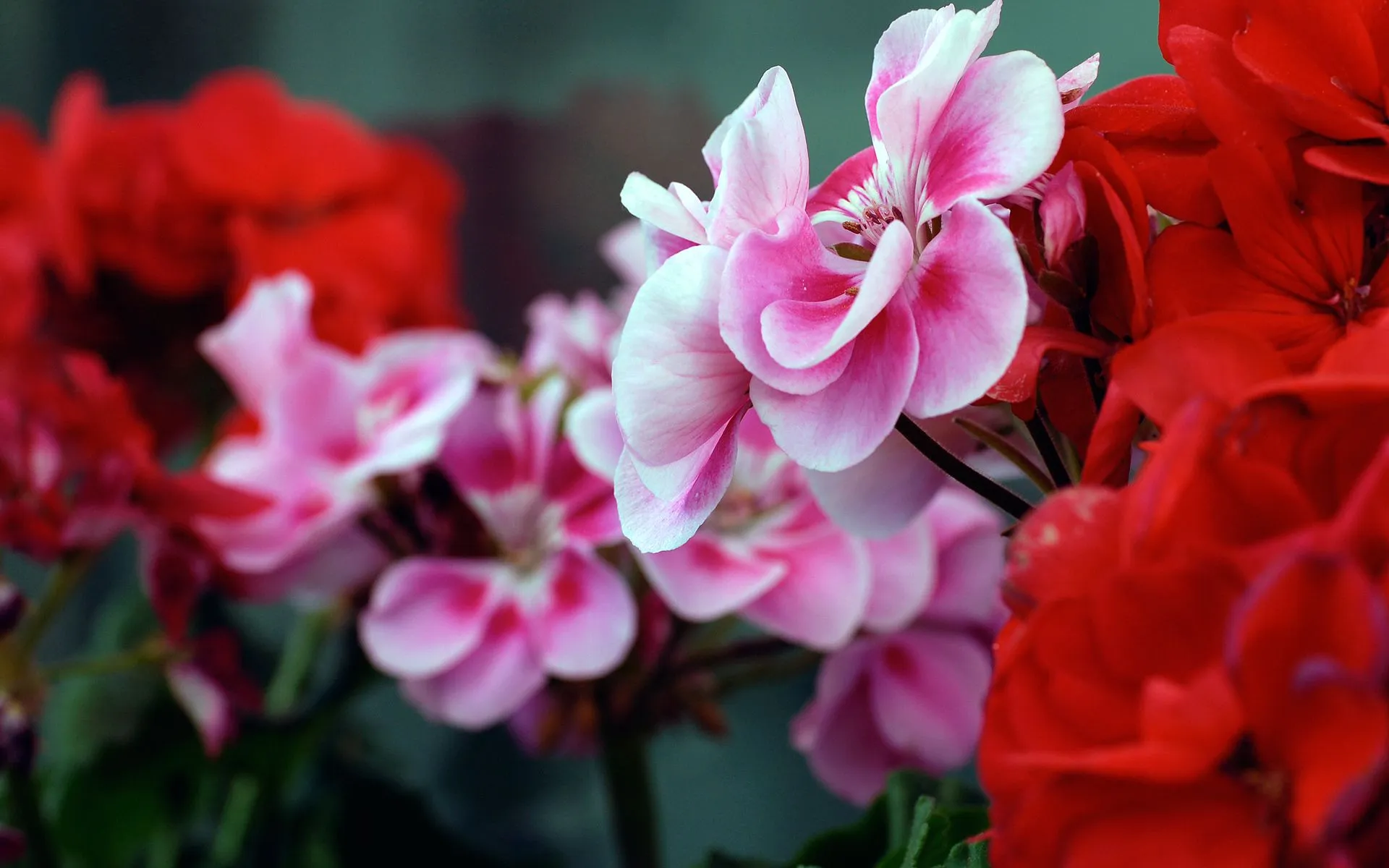 Flores rosas rojas Wallpapers | Wallpapers HD Flores rosas rojas Wallpapers | Wallpapers HD