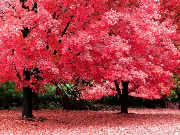 Flores de Sakura de color rora y púrpura. Flor de cerezo Japón ... Flores de Sakura de color rora y púrpura. Flor de cerezo Japón ...