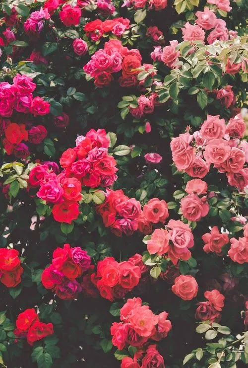 Flores en San Valentín | Alphonse Doré et Noir