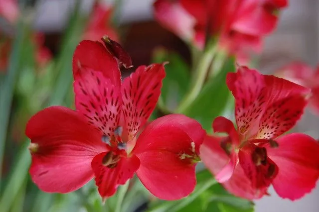 flores para san valentin | Flickr - Photo Sharing!