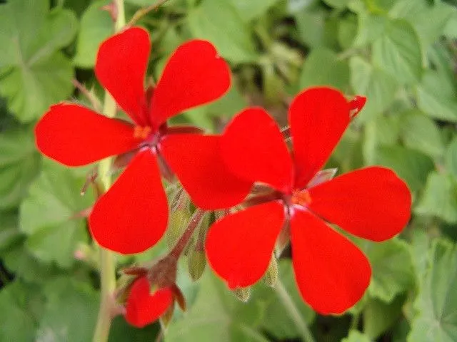 estas flores tan sencillas ,pero tan bonitas y su color tan nitido ... estas flores tan sencillas ,pero tan bonitas y su color tan nitido ...