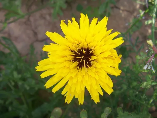 Las flores sillvestres de mi campo. ¿Alguien sabe sus nombres ... Las flores sillvestres de mi campo. ¿Alguien sabe sus nombres ...
