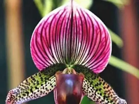 FLORES SORPRENDENTES* - YouTube