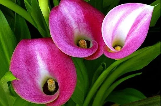 Añadir tierra nueva a las plantas para obtener mejores flores ... Añadir tierra nueva a las plantas para obtener mejores flores ...
