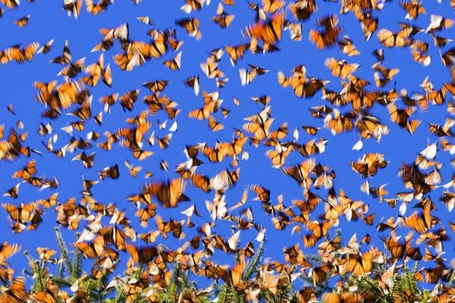 LAS FLORES DEL TEIDE NARRAN: EL HOMBRE MARIPOSA de Mary Rancel LAS FLORES DEL TEIDE NARRAN: EL HOMBRE MARIPOSA de Mary Rancel