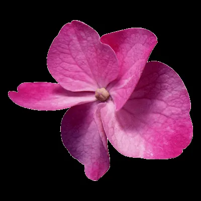 Flores Transparentes Png Wallpapers | Real Madrid Wallpapers Flores Transparentes Png Wallpapers | Real Madrid Wallpapers