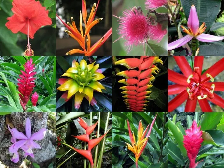 Flores tropicais (hibisco, heliconia, alpinia, bromélia, ginger ... Flores tropicais (hibisco, heliconia, alpinia, bromélia, ginger ...