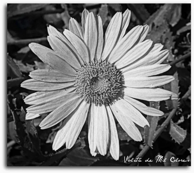 Imágenes de flores a blanco y negro - Imagui Imágenes de flores a blanco y negro - Imagui