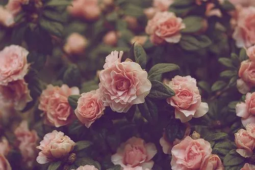 flores tumblr | Tumblr