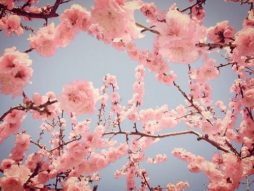 flores tumblr | tumblr wallpapers