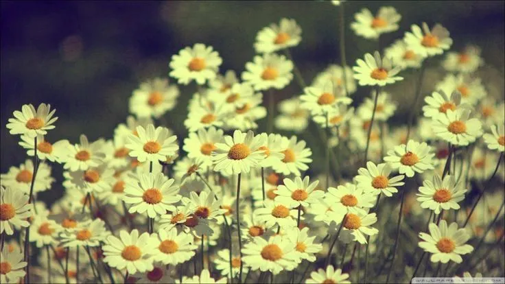 Flores-tumblr-vintage.jpg (Imagen JPEG, 1602 × 902 píxeles ... Flores-tumblr-vintage.jpg (Imagen JPEG, 1602 × 902 píxeles ...