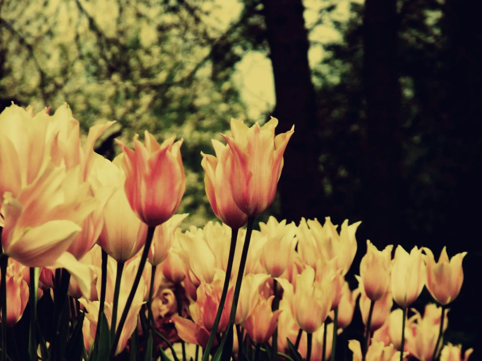 Con estas flores virtuales quiero dar las GRACIAS a todas y todos los ...