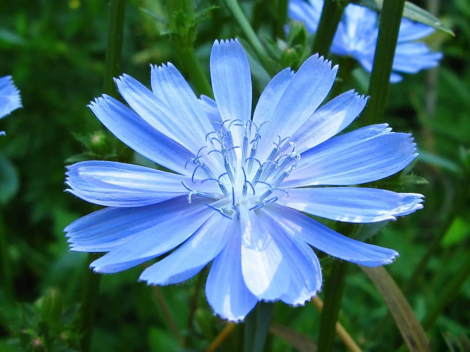flores wallpapers - flores azules