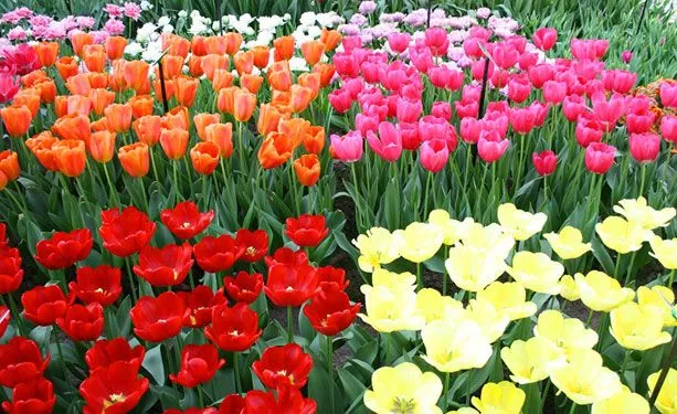 flores_holanda.jpg