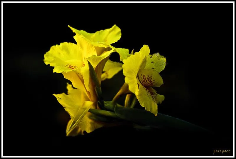 floresitas amarillas