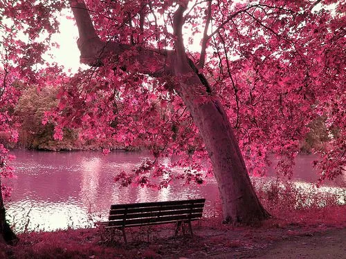 floresrosas | Tumblr
