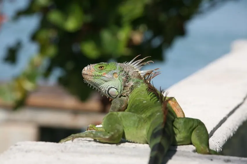 Solo en Florida: Iguana provoca corte eléctrico masivo en vecindario de Palm Beach Solo en Florida: Iguana provoca corte eléctrico masivo en vecindario de Palm Beach