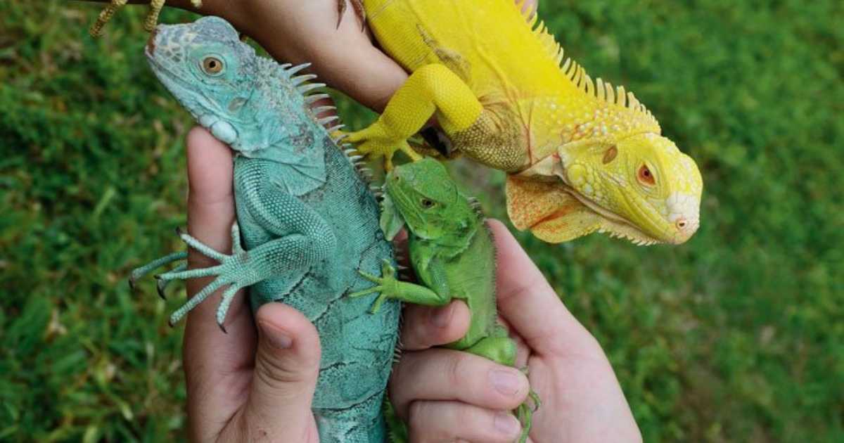 En Florida, las iguanas están causando cortes de electricidad En Florida, las iguanas están causando cortes de electricidad