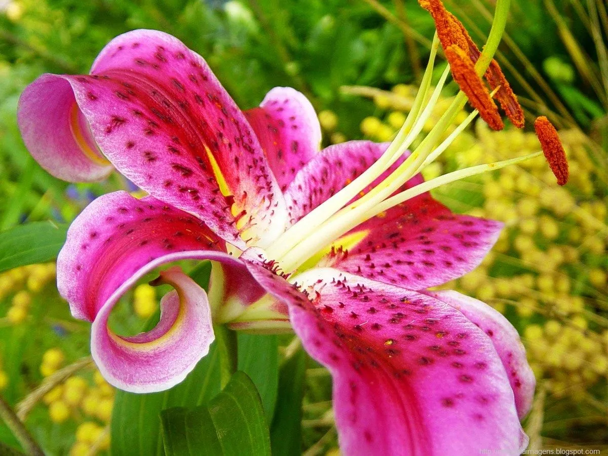 FLOR.jpg
