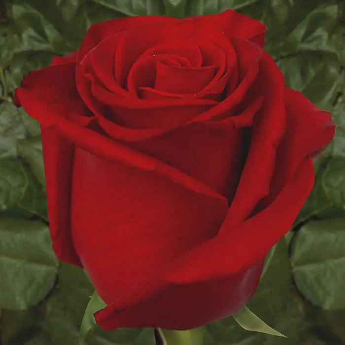 FlorVisión: El Significado de las Rosas