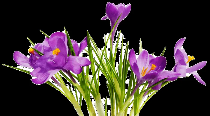 Flower Png - ClipArt Best