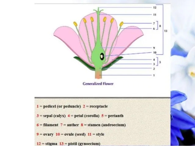 flowers-4-638.jpg?cb=1407048355