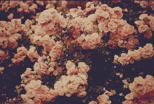 flowers floral pink. vintage ch0fia •