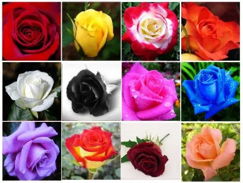 FLOWERS OF THE WORLD : LAS ROSAS MAS HERMOSAS DEL MUNDO