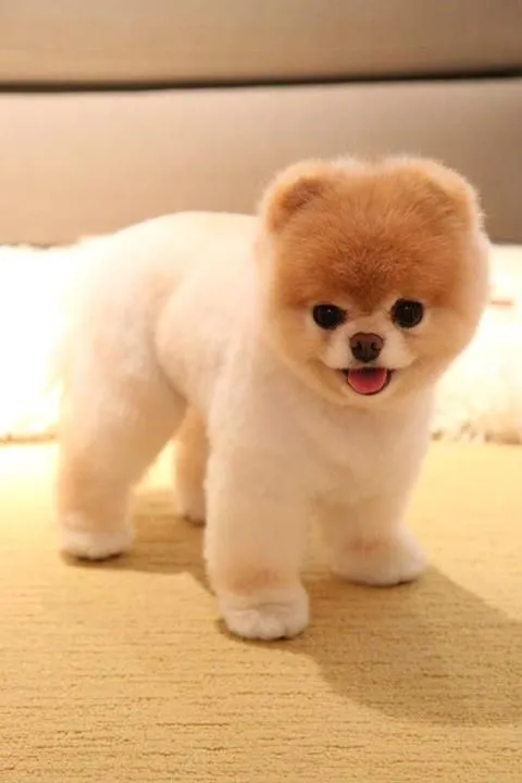 fluffy boo ♥ | Chow-Chow & Boo !!! | Pinterest | Black Heart ...