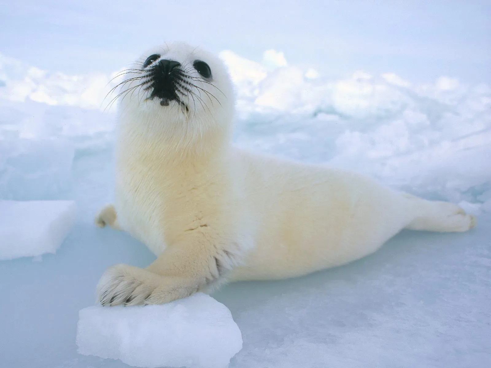 foca Bebé