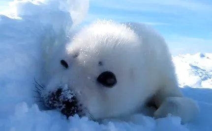Foca bebé con los bigotes nevados (vídeo) | Háblame del Mar