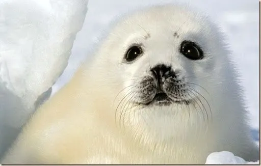 Focas blancas bebés - Imagui