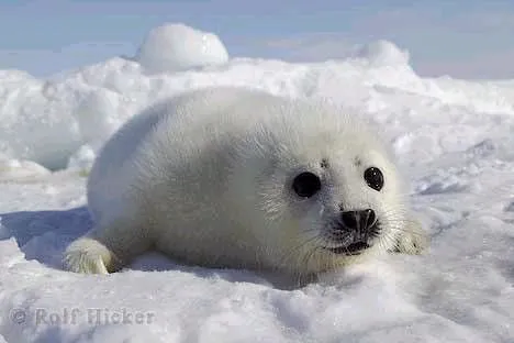 Foca Bebe | Flickr - Photo Sharing!